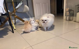 Pomeranian dogs for sale: 4 Beautiful puppies for Sale!!1 Boy and 3 Girls  - Image 8