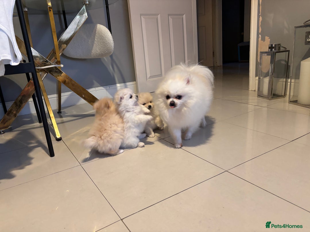 Pomeranian dogs for sale: 4 Beautiful puppies for Sale!!1 Boy and 3 Girls  - Image 8