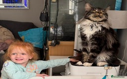 Maine Coon cats for sale: Stunning mainecoon kittens for sale.  - Image 12