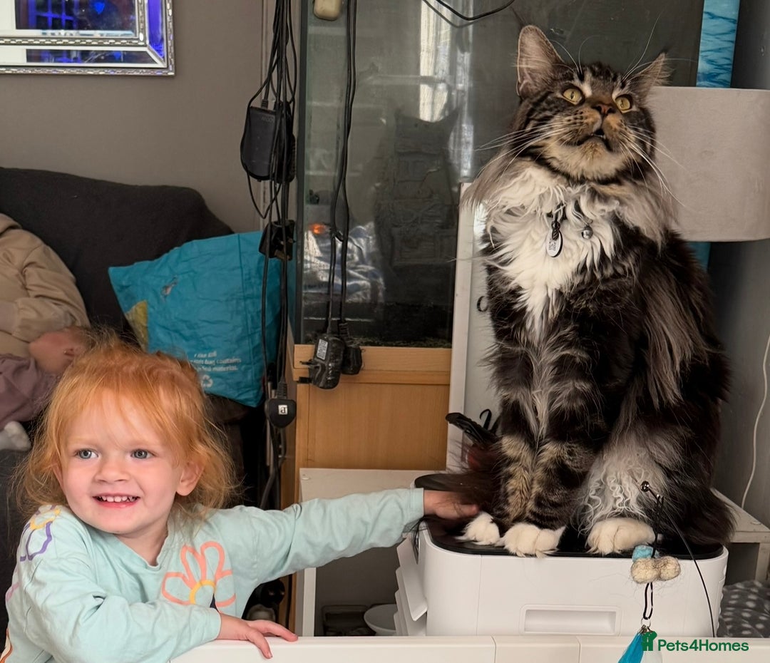 Maine Coon cats for sale: Stunning mainecoon kittens for sale.  - Image 12