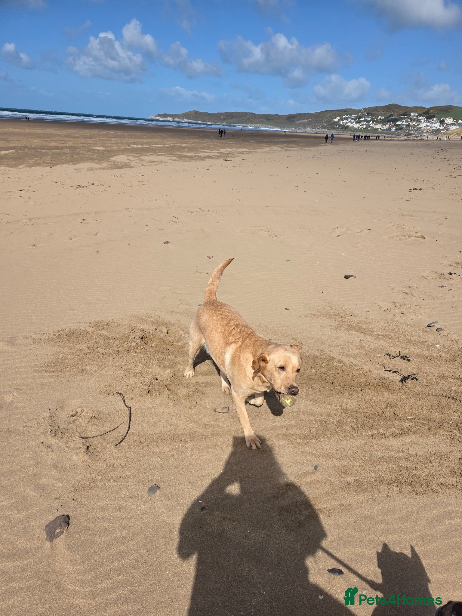 Labrador Retriever dogs for sale: 7 perfect plump little Red Labrador puppies - Advert 2