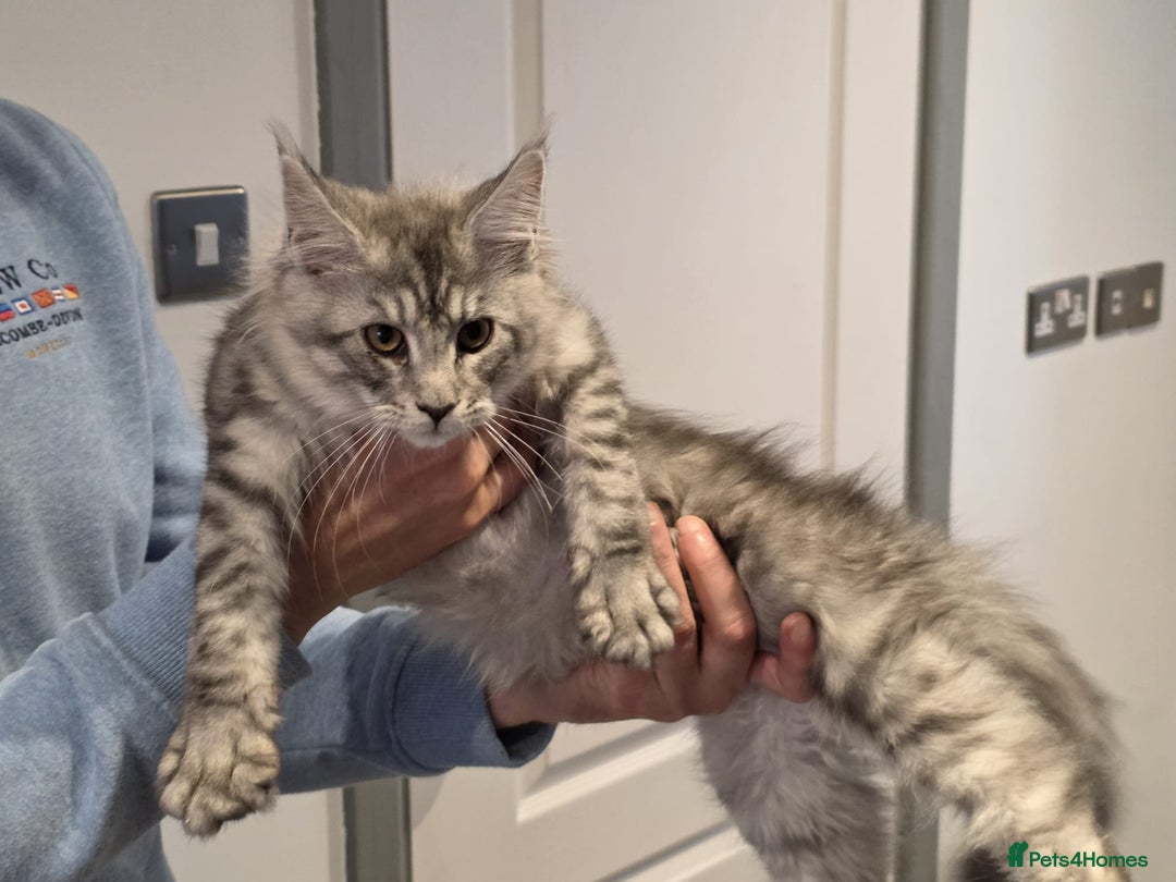 Maine Coon cats for sale: 💕5 TICA registered DNA CLEAR💕  - Image 20