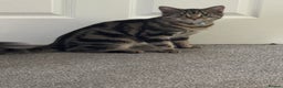 Mixed Breed cats for sale: Male Tabby for rehome - Advert 1