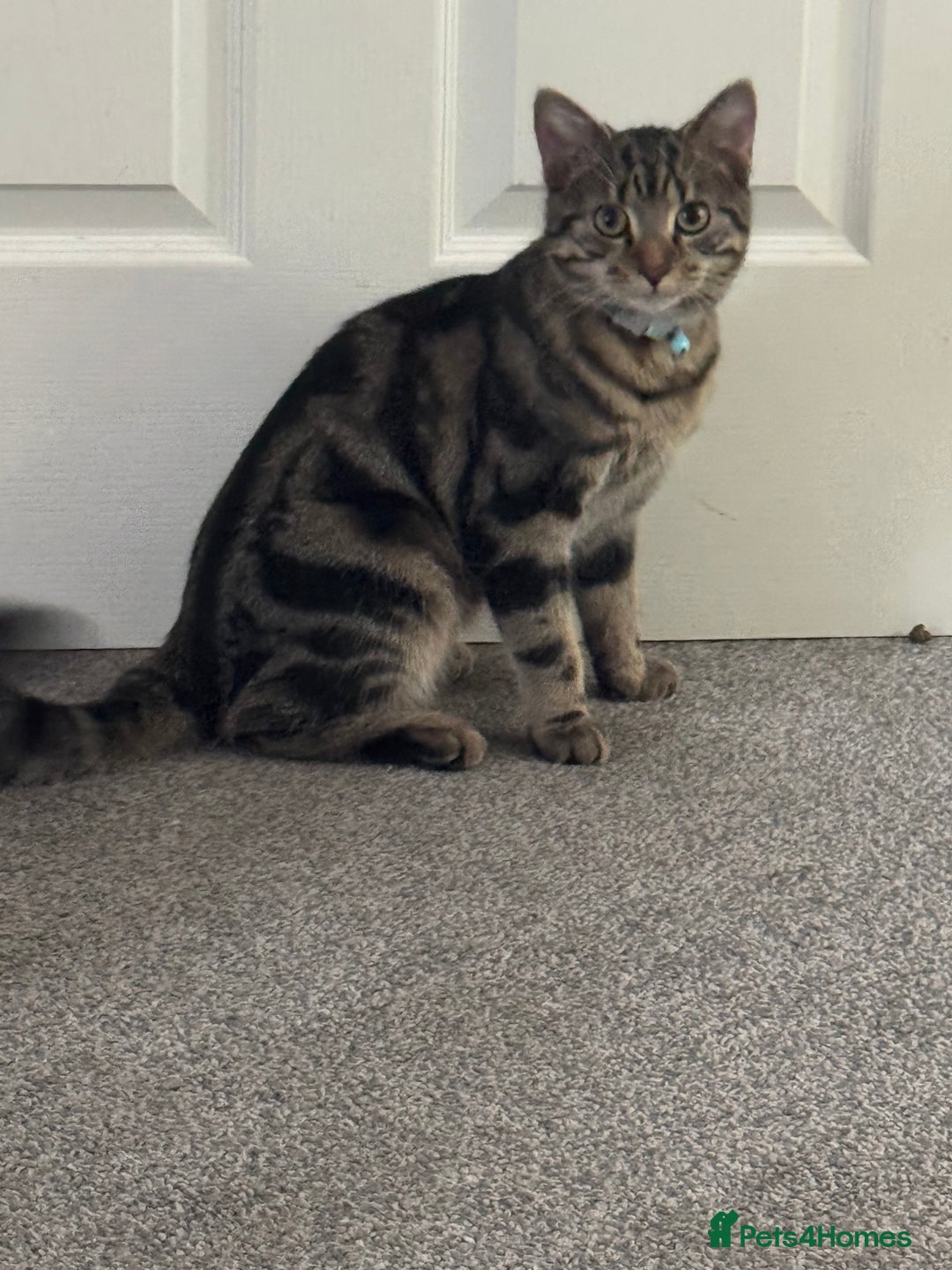 Mixed Breed cats for sale: Male Tabby for rehome - Image 1