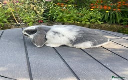 Mini Lop rabbits for sale: Beautiful Mini Lop Bunnies - Image 11