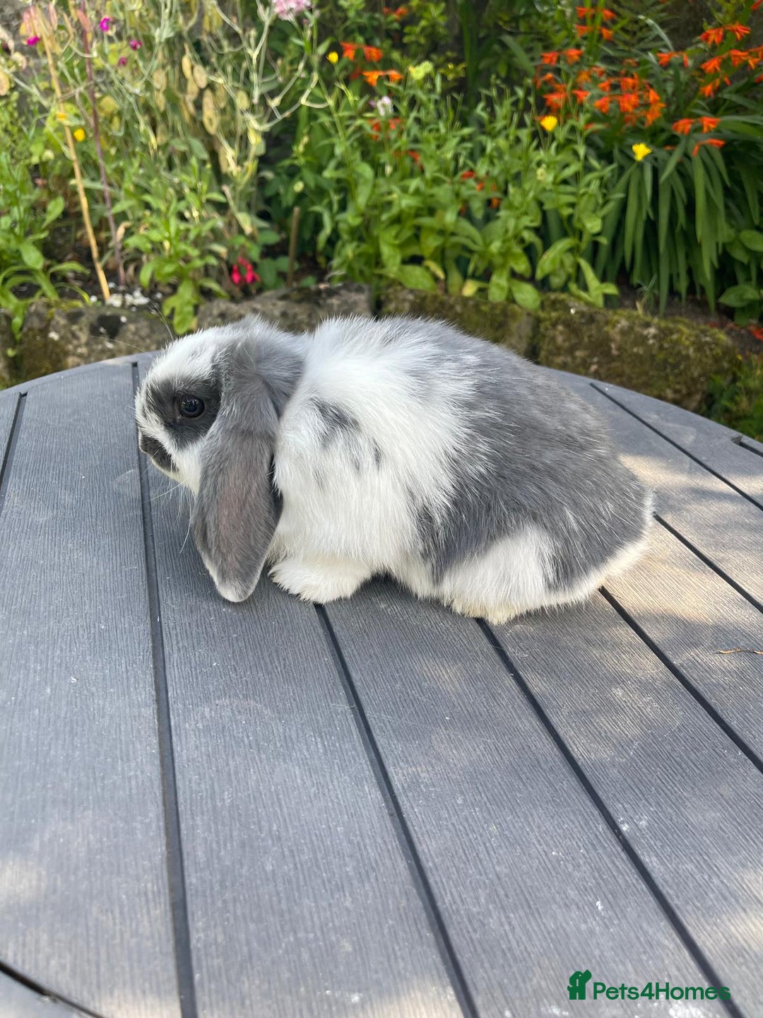 Mini Lop rabbits for sale: Beautiful Mini Lop Bunnies - Image 11