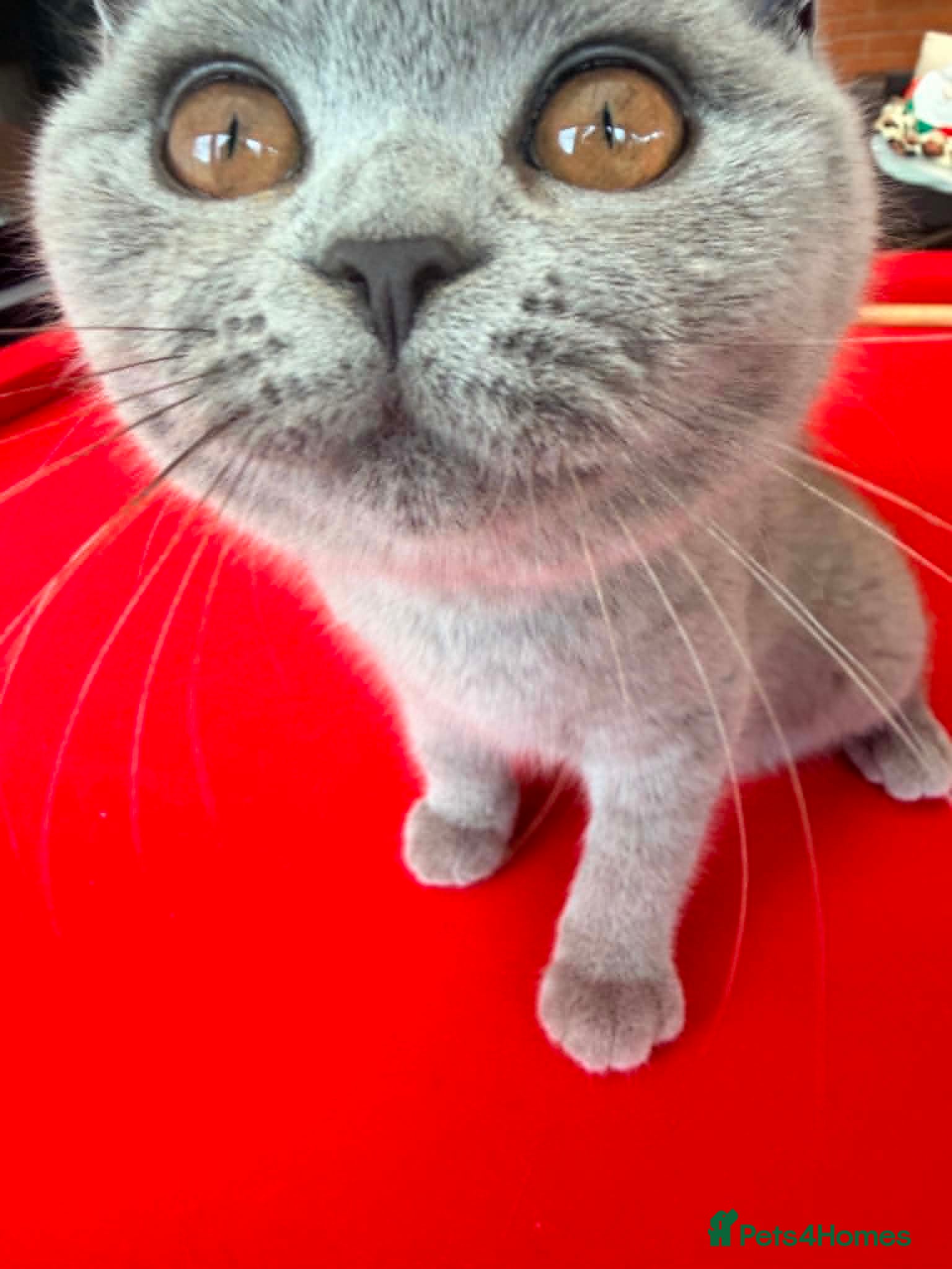 British Shorthair cats 2 FEMALES SISTERS READY NOW GCCF BRITISH SHORTHAIR - Advert 18