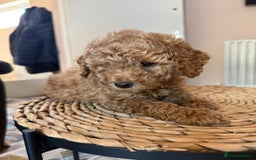 Mixed Breed dogs for sale: Toy Maltipoo X Miniature Labradoodle Puppies - Image 18