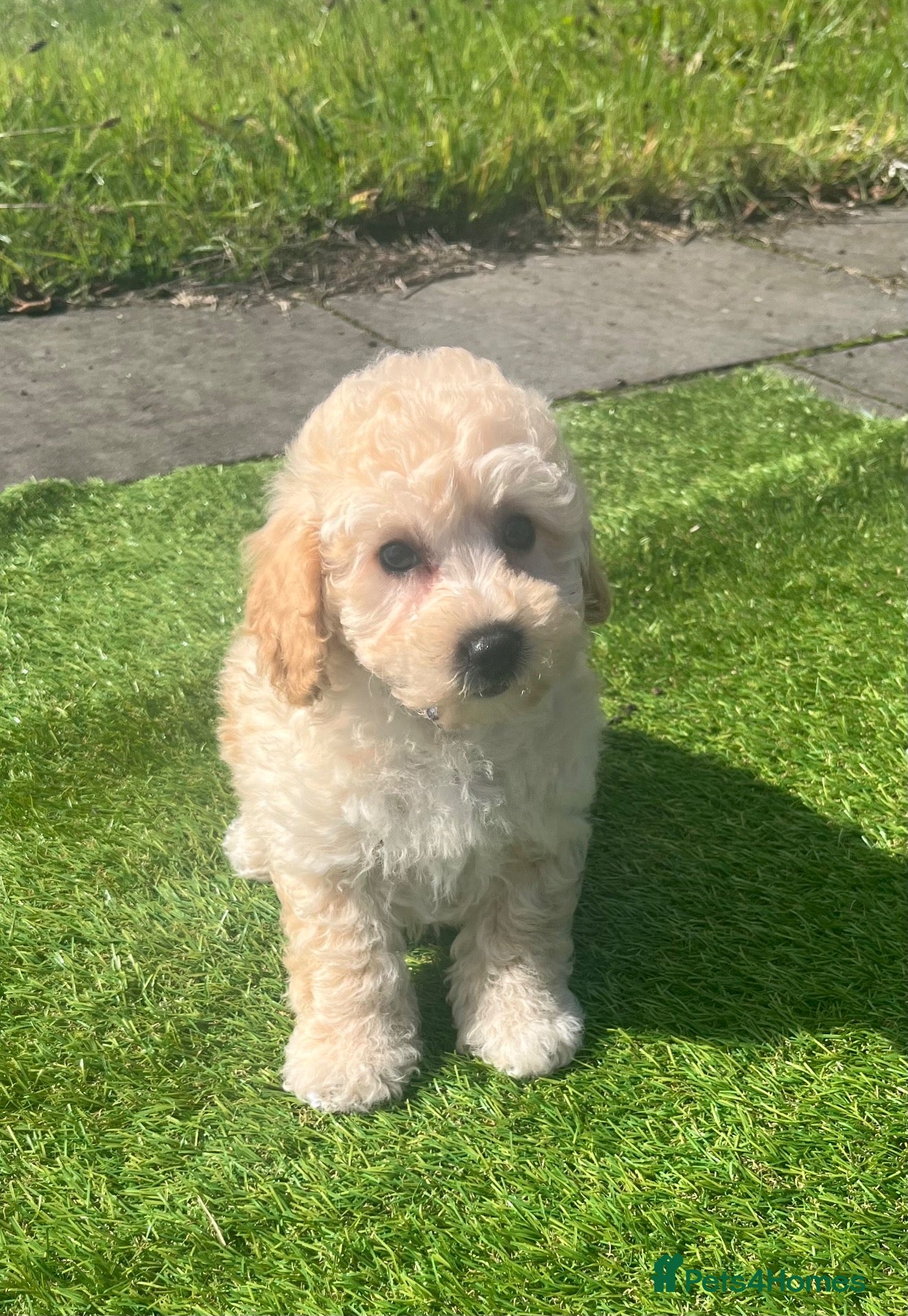 Poochon dogs Poochon Puppies - Advert 2