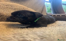 Staffordshire Bull Terrier dogs for sale: High Quality Blue & Black Staffy Puppies - Image 3