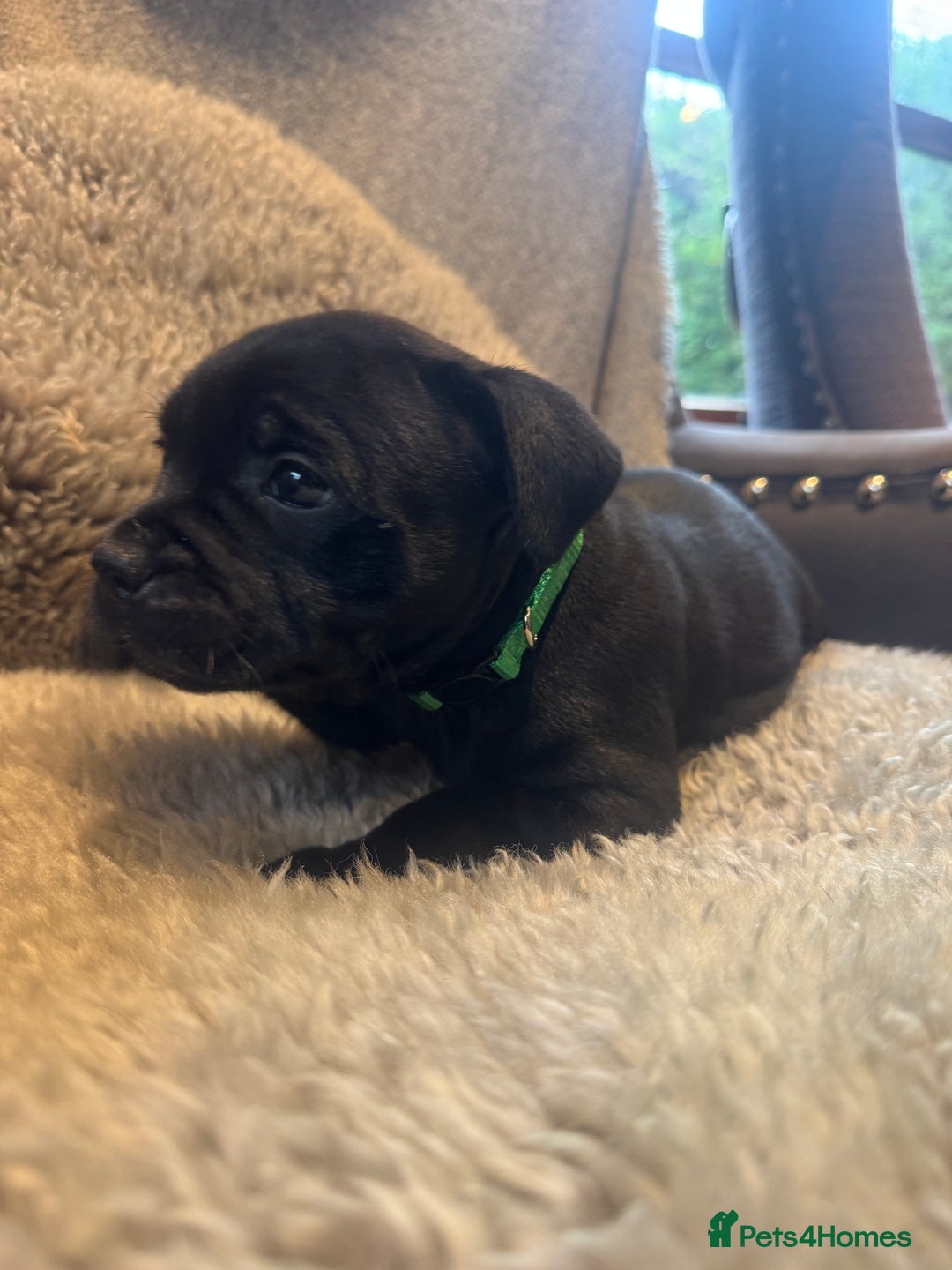 Staffordshire Bull Terrier dogs for sale: High Quality Blue & Black Staffy Puppies - Image 3