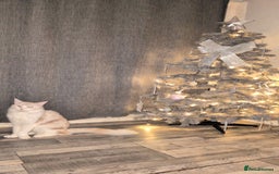 Maine Coon cats for sale: Beautiful boy for sale  - Image 1