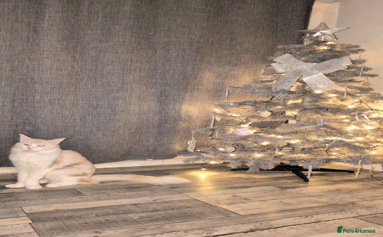 Maine Coon cats - Advert 1