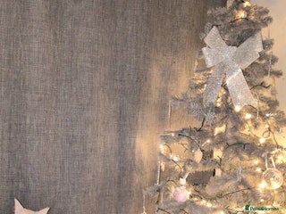 Maine Coon cats for sale - Advert 1