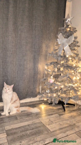 Maine Coon cats - Advert 2