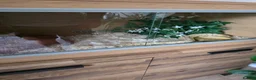 Python Snake reptiles for sale: Banana cinnamon mojave toyal python and viv - Advert 2