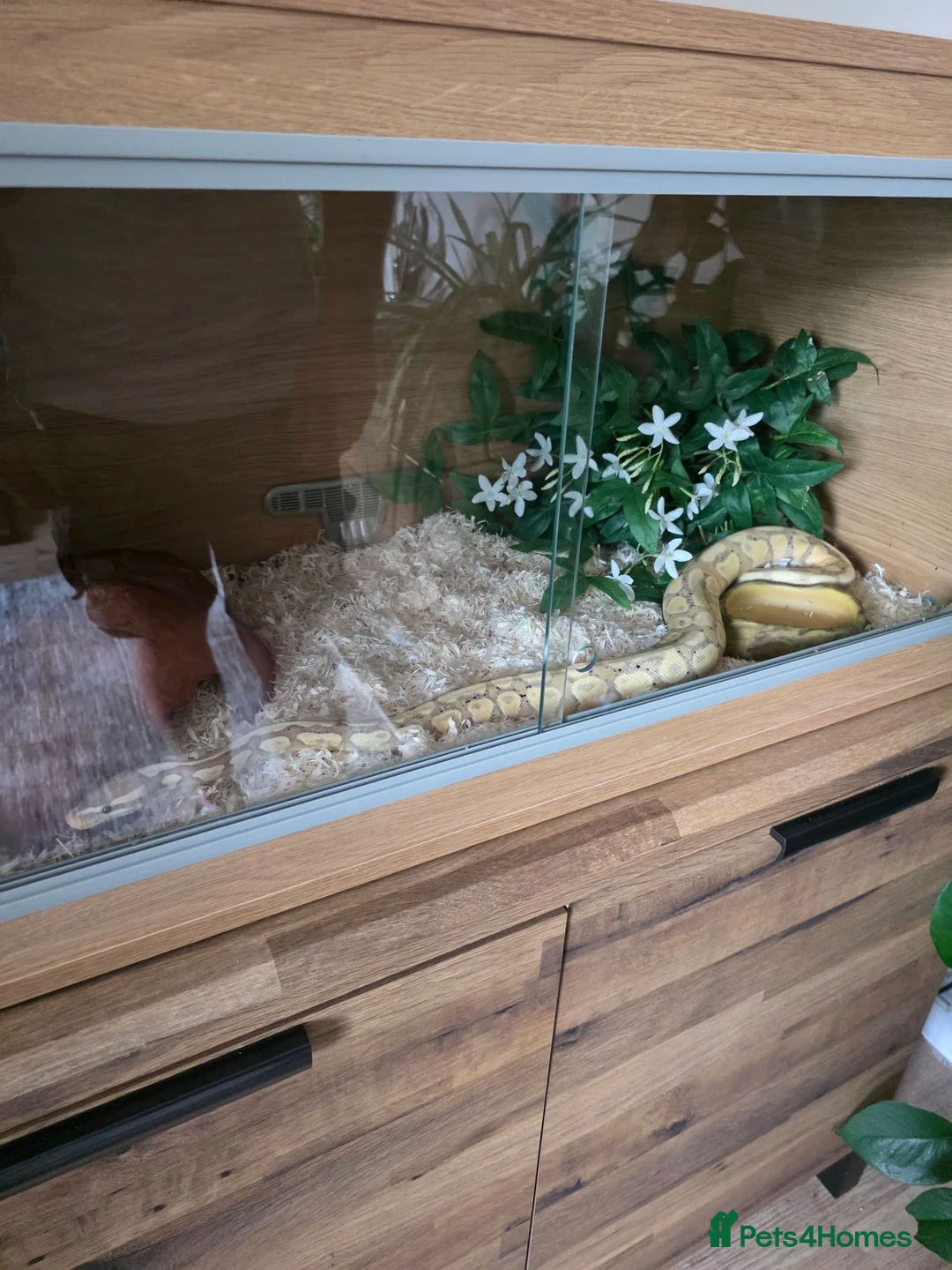 Python Snake reptiles for sale: Banana cinnamon mojave toyal python and viv - Advert 2