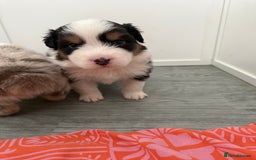 Australian Shepherd dogs for sale: Beautiful Australian Shepherd Puppies, 4 week old. - Image 11