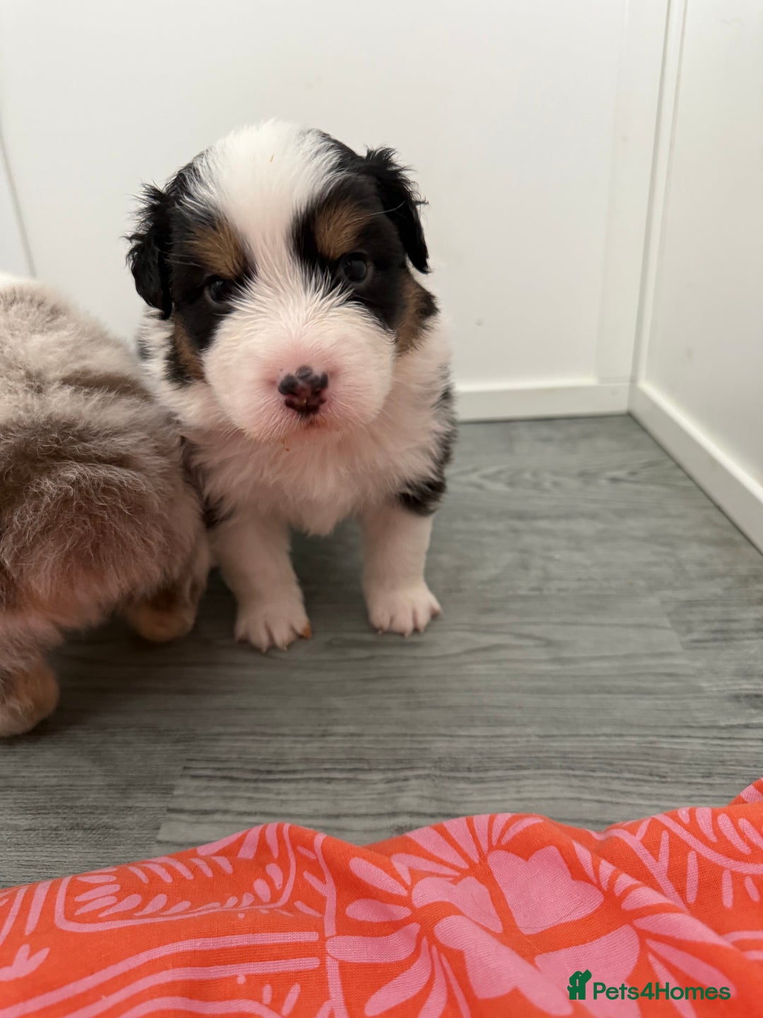Australian Shepherd dogs for sale: Beautiful Australian Shepherd Puppies, 4 week old. - Image 11