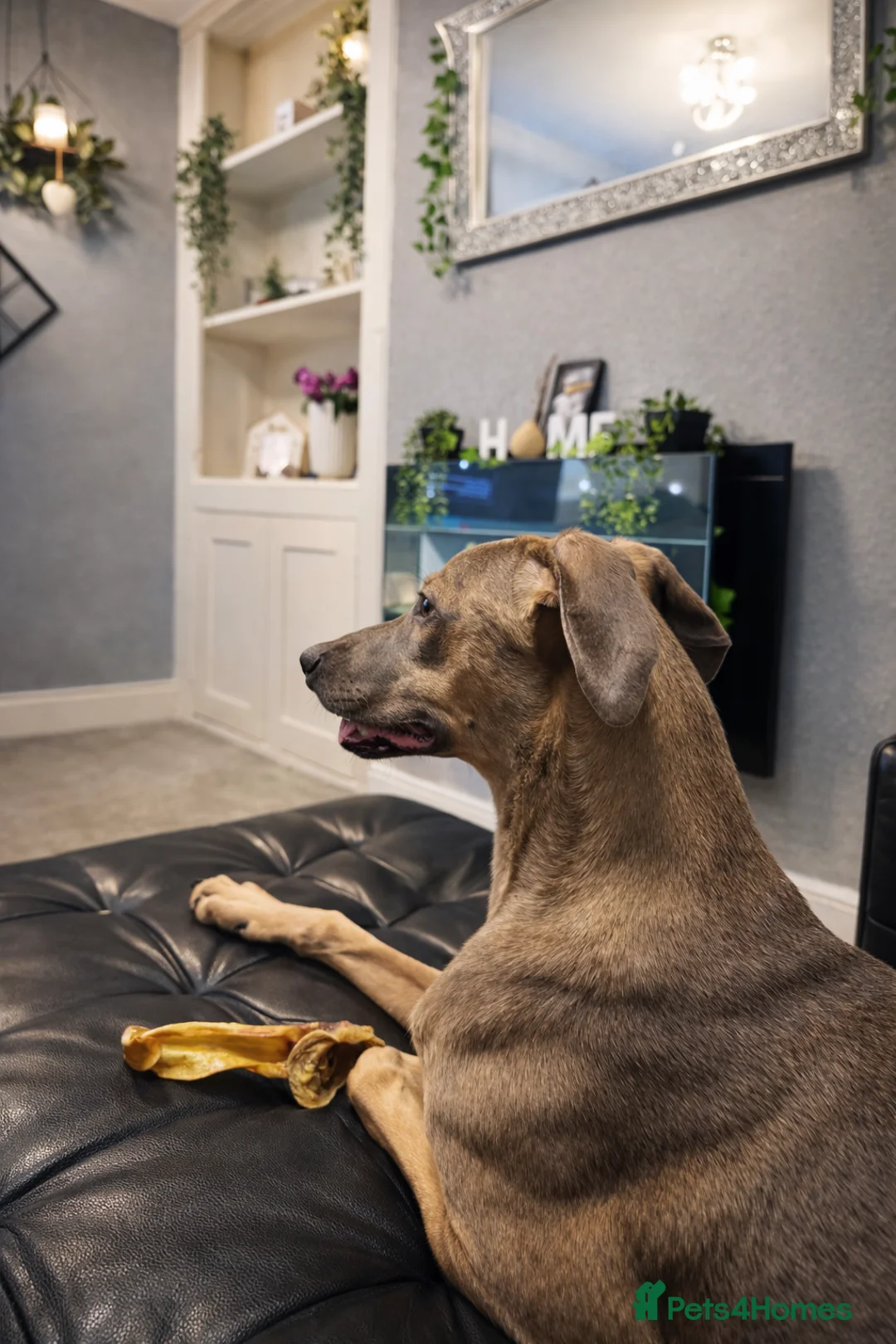 Mixed Breed dogs for sale: 6 months old greyhound cross with a cane Corso in Chatham - Advert 6