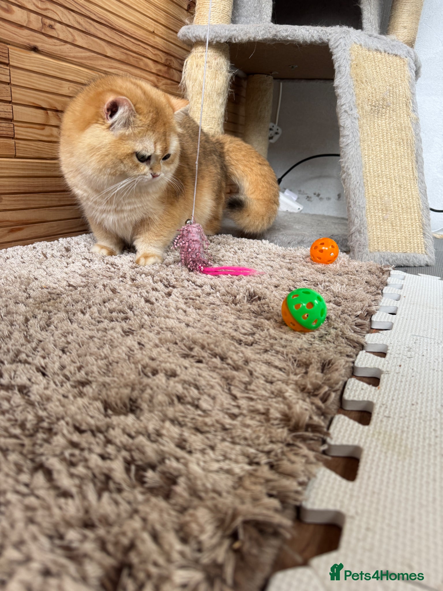 British Shorthair cats ⭐️⭐️⭐️⭐️⭐️Exceptional Pedigree Line - Advert 2