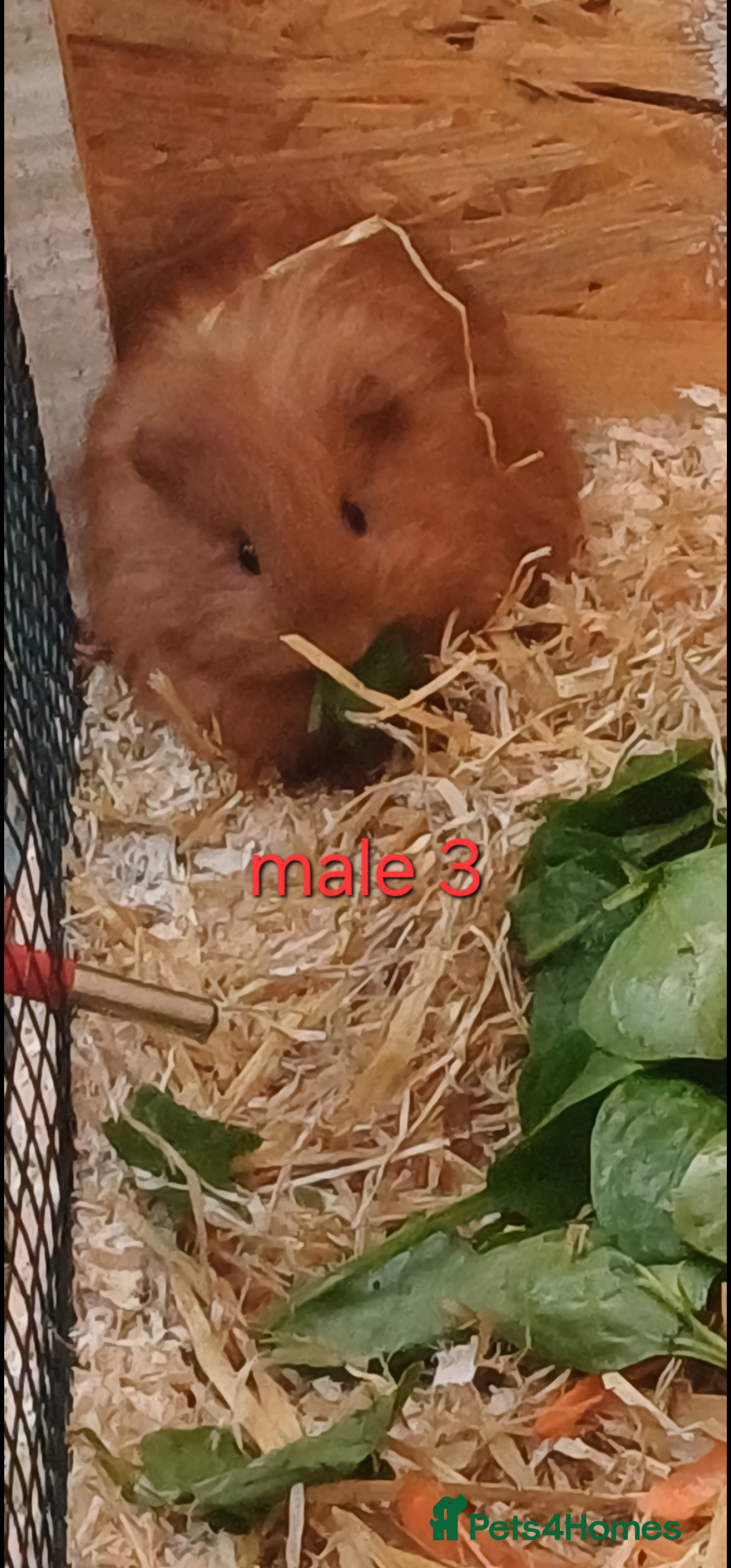 Guinea Pig rodents for sale: 2 pairs of guinea pigs + 1 single - Advert 6