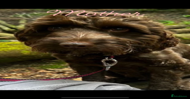 Cockapoo dogs - Advert 3