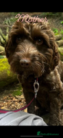 Cockapoo dogs - Advert 6