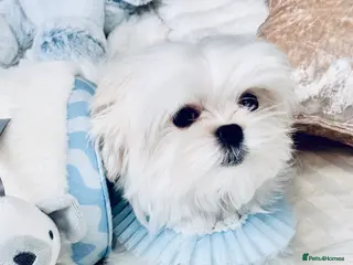 Maltese dogs Ready to Leave Now Quality Tiny Maltese - Advert 14