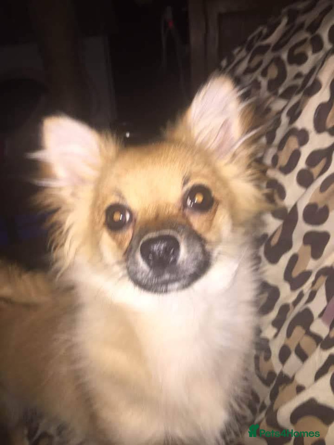 Pomchi dogs for sale: Beautiful Pomch puppies - Advert 9