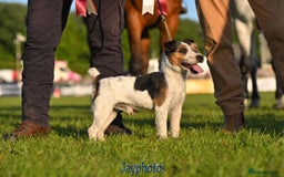 Parson Russell dogs for sale: 1 boy 1 girl parson Russel available - Image 9