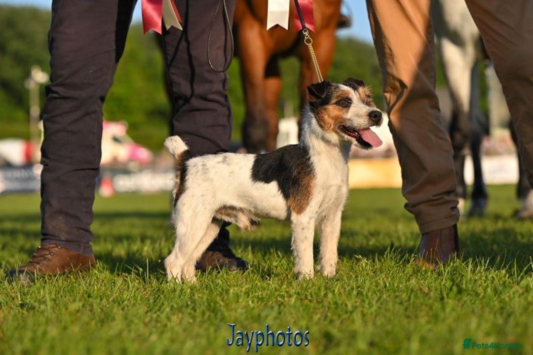 Parson Russell dogs for sale: 1 boy 1 girl parson Russel available - Image 9