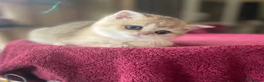 British Shorthair girl