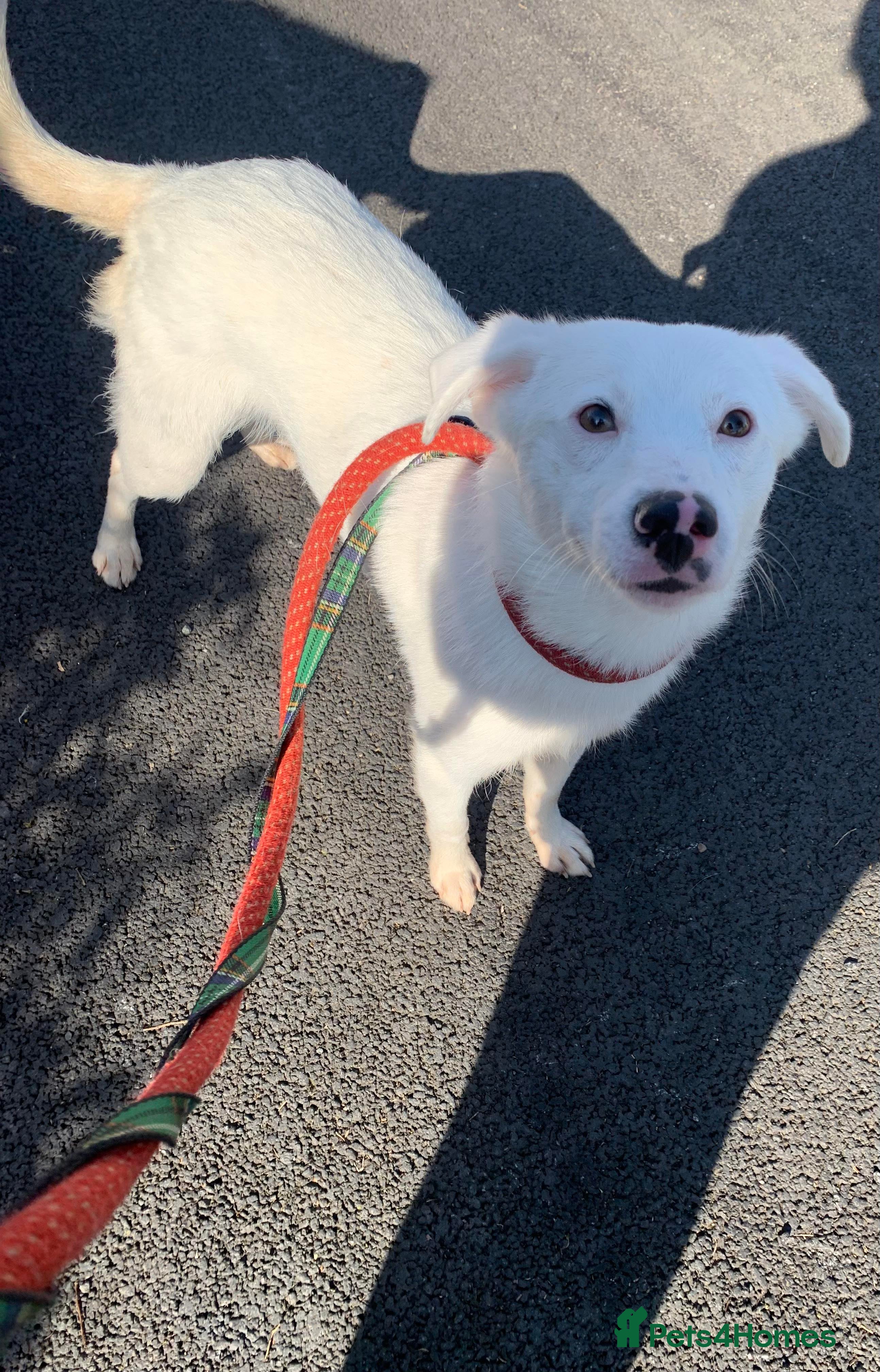 Mixed Breed dogs Meet Clove, currently residing in Cheshire  - Advert 17