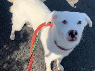 Mixed Breed dogs Meet Clove, currently residing in Cheshire - Advert 3