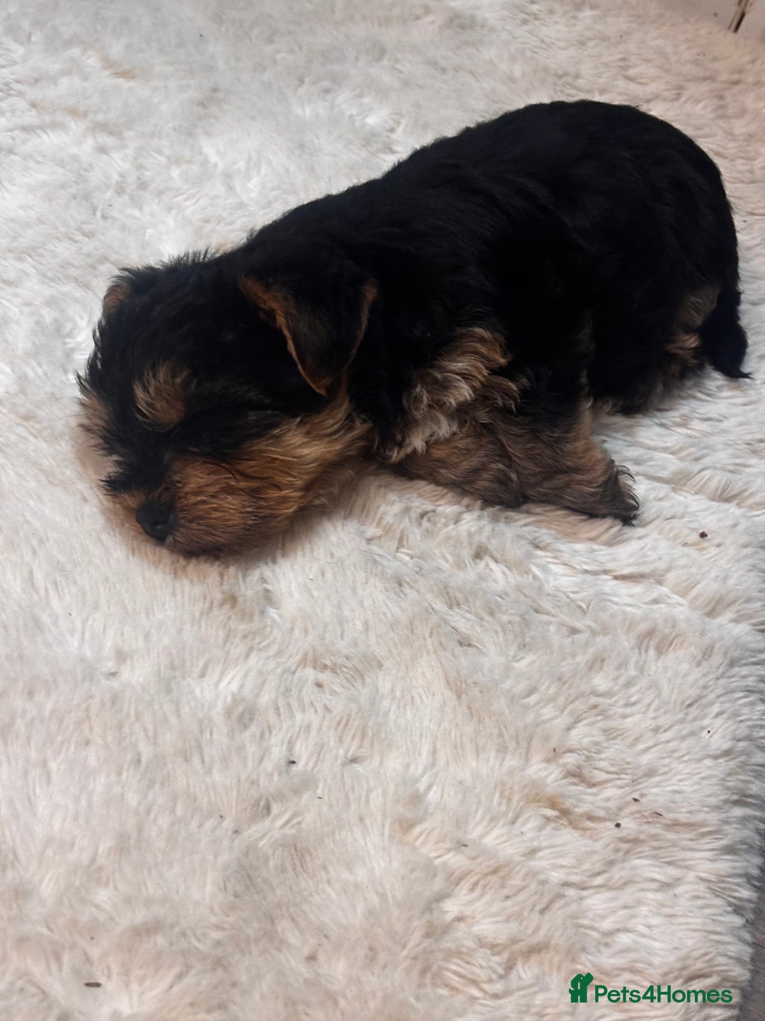 Yorkshire Terrier dogs for sale: Puppy🐶 - Advert 3