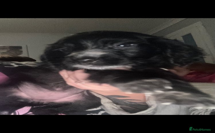 Cocker Spaniel dogs - Advert 4