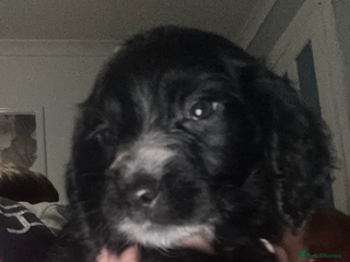 Cocker Spaniel dogs - Advert 24