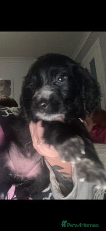 Cocker Spaniel dogs - Advert 1