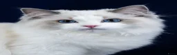 Ragdoll cats for sale: Stunning Show Quality Pedigree Ragdoll Kittens - Advert 1