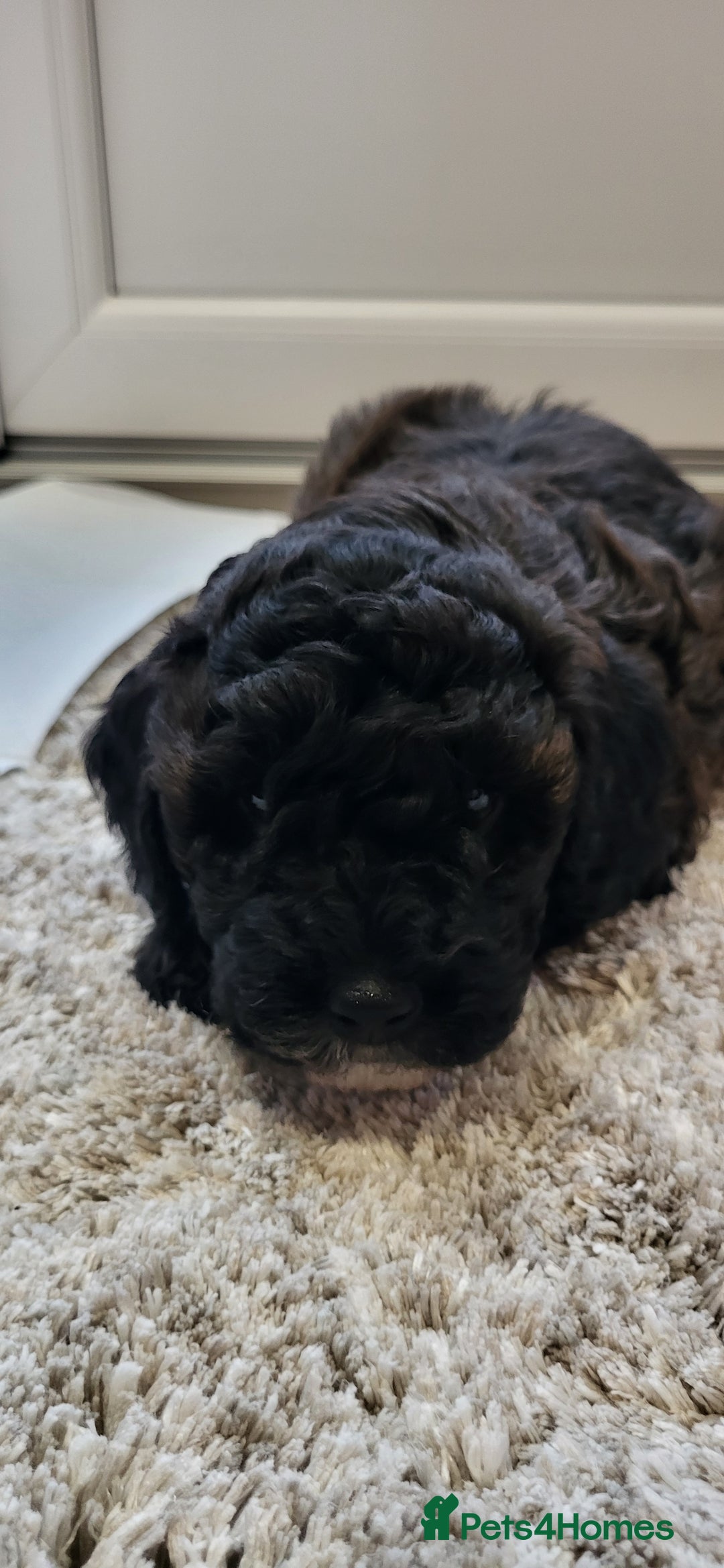 Cockapoo dogs for sale: Mr David  - Image 5