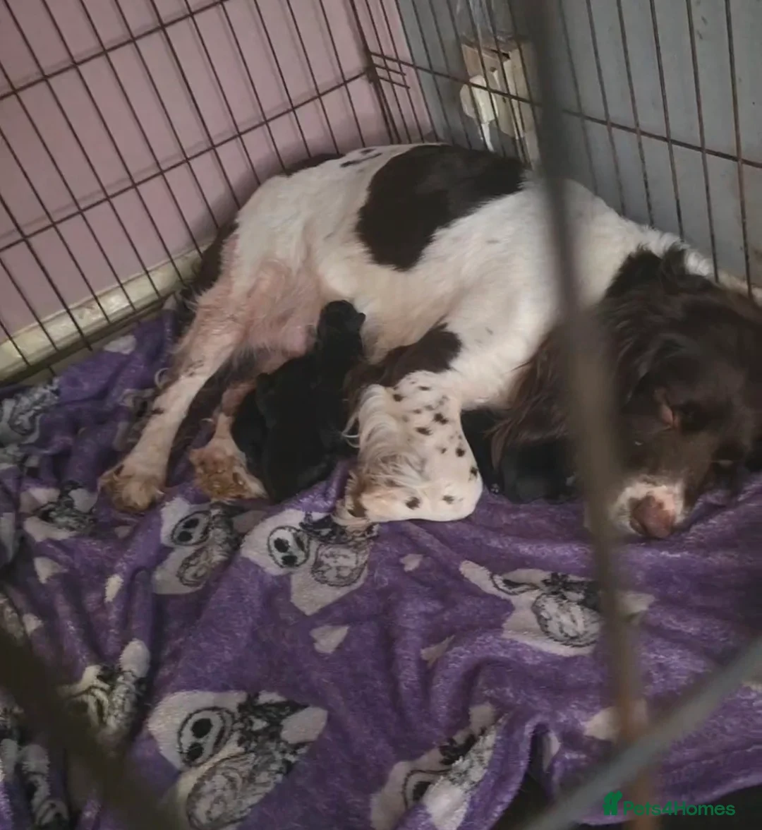 Mixed Breed dogs for sale: Beautiful Puppy Available  - Advert 2
