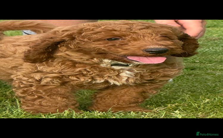 Cockapoo dogs in Carmarthen - Advert 2