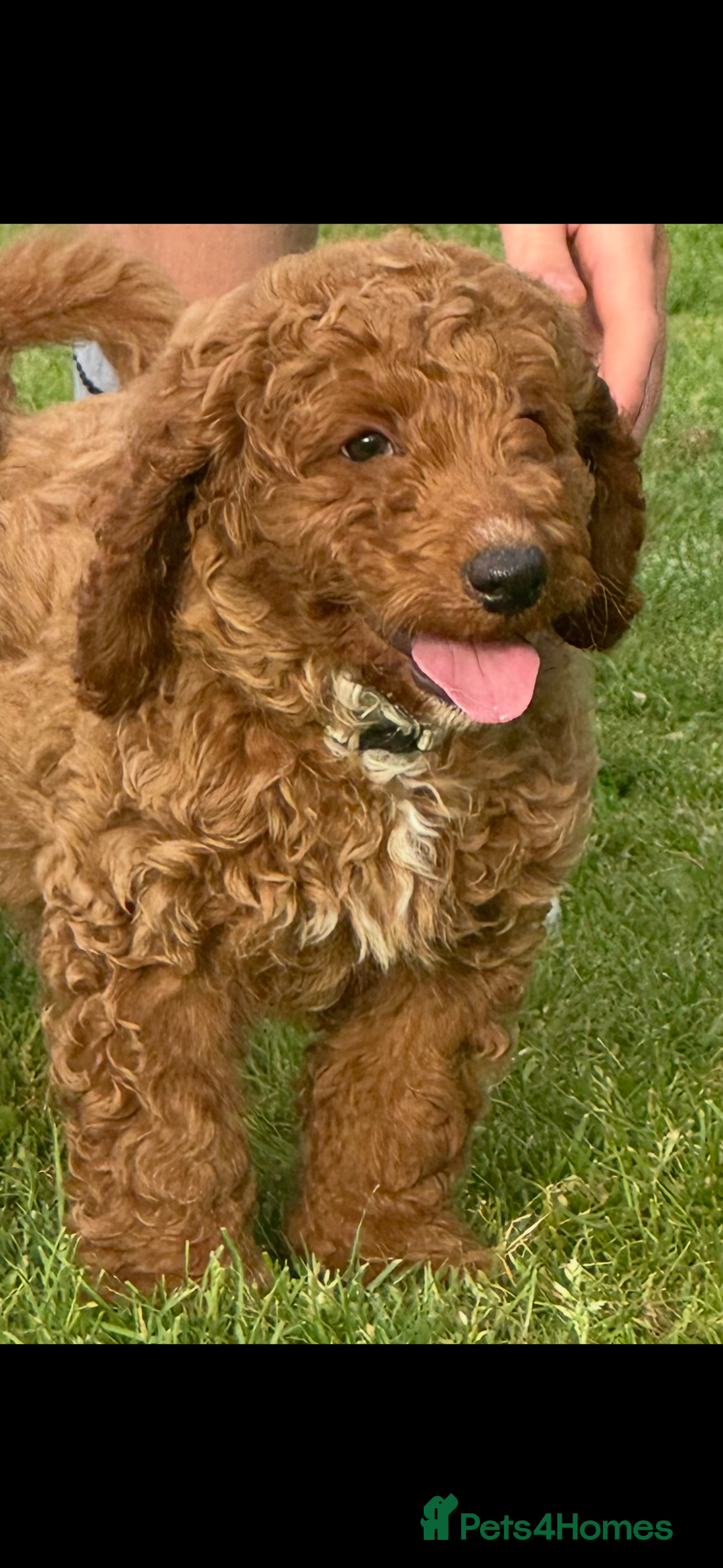 Cockapoo dogs for sale: Cockerpoo  in Carmarthen - Image 1