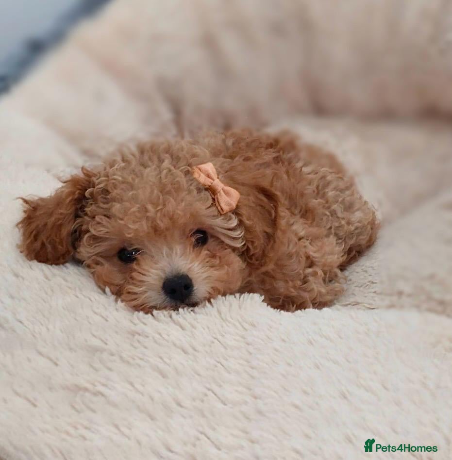 Toy Poodle dogs Tiny Asian Toy Poodle Puppies ( ONLY ONE LEFT) - Advert 5