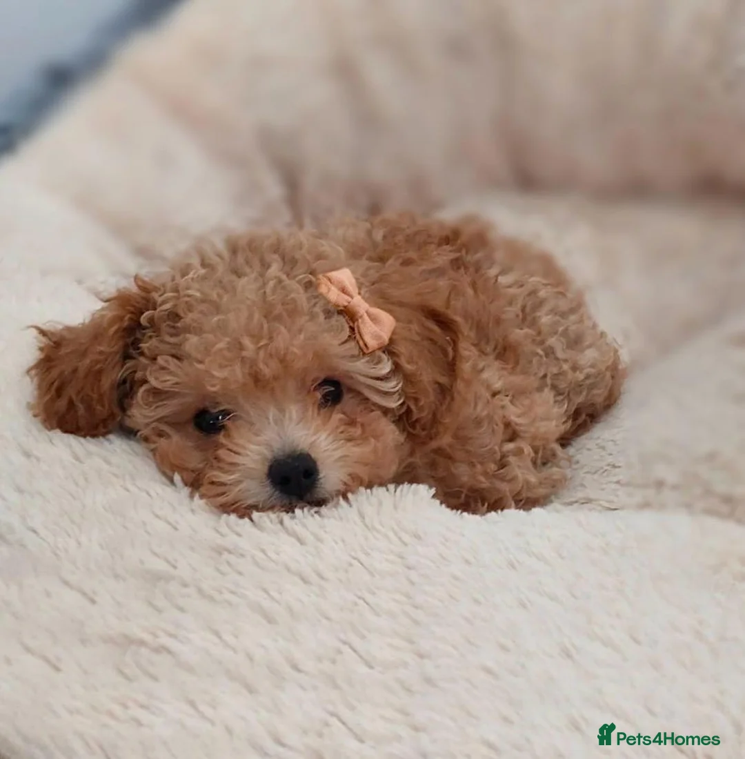 Toy Poodle dogs for sale: Tiny Asian Toy Poodle Puppies ( ONLY ONE LEFT) - Advert 1