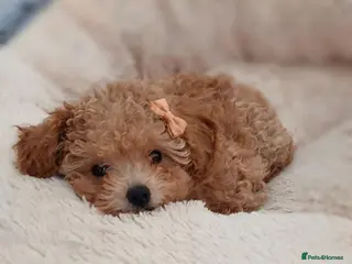 Toy Poodle dogs Tiny Asian Toy Poodle Puppies ( ONLY ONE LEFT) - Advert 3