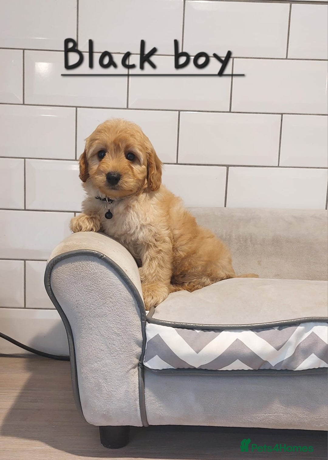 Cavachon dogs for sale: Beautiful Cavapoochons 🥰 - Image 4
