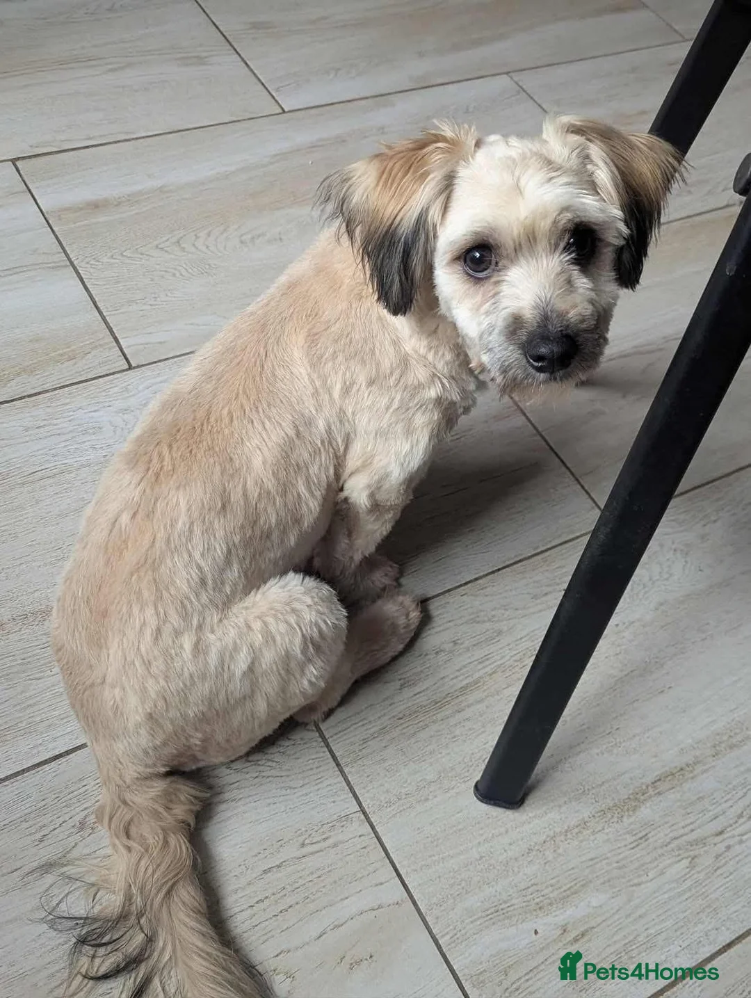 Mixed Breed dogs for adoption: Vasi 💕 - Advert 2