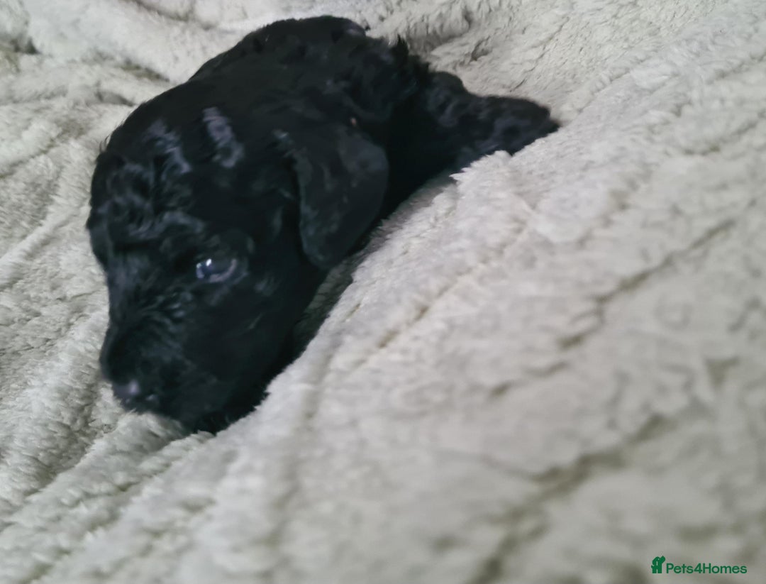 Labradoodle dogs for sale: Rare Roan Ebony Tiny/Mini Labradoodlese Puppies  - Image 24